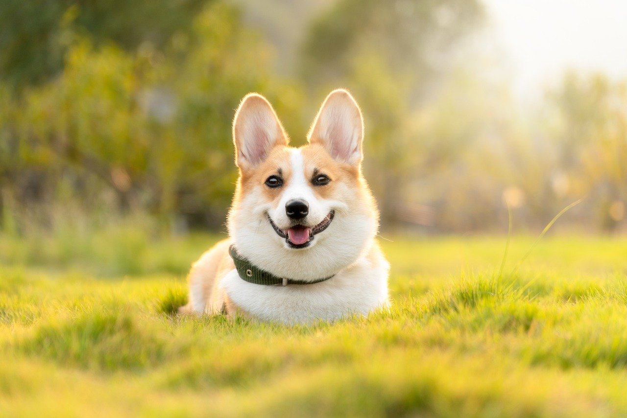 dog, corgi, cute, pet, nature, animal